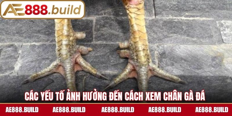Các yếu tố ảnh hưởng đến cách xem chân gà đá 