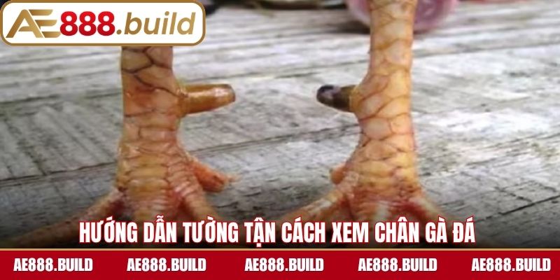 Hướng dẫn tường tận cách xem chân gà đá 