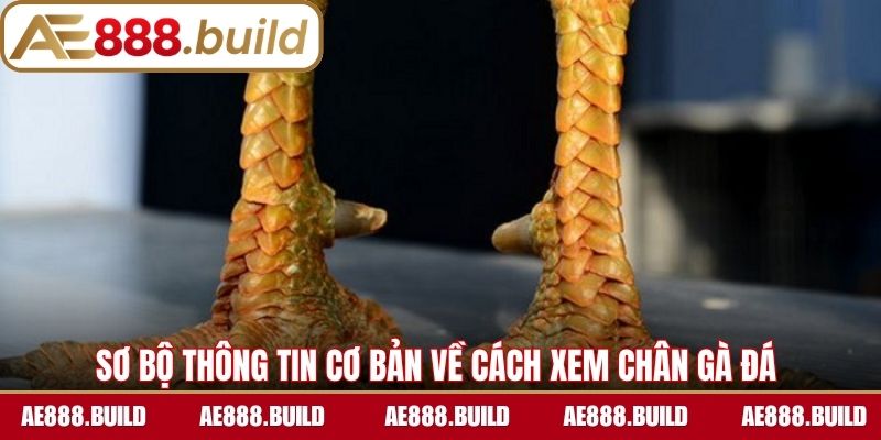 Sơ bộ thông tin cơ bản về cách xem chân gà đá 