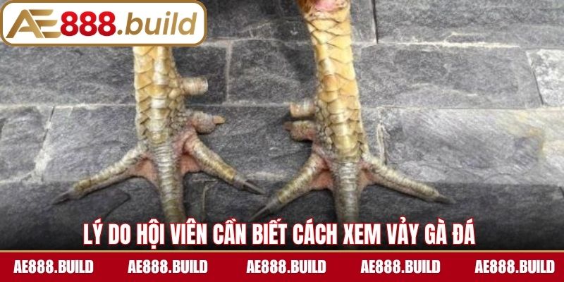 Lý do hội viên cần biết cách xem vảy gà đá 