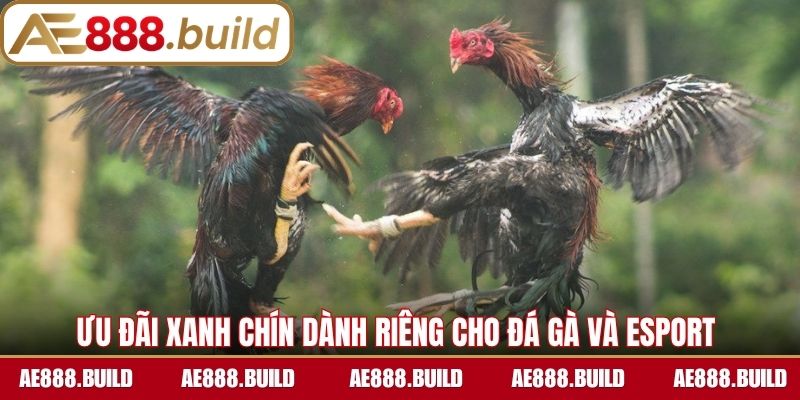 Ưu đãi xanh chín dành riêng cho Đá gà và Esport 