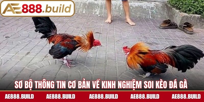 Sơ bộ thông tin cơ bản về kinh nghiệm soi kèo đá gà 