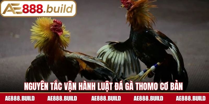Nguyên tắc vận hành chính của luật đá gà Thomo cơ bản 